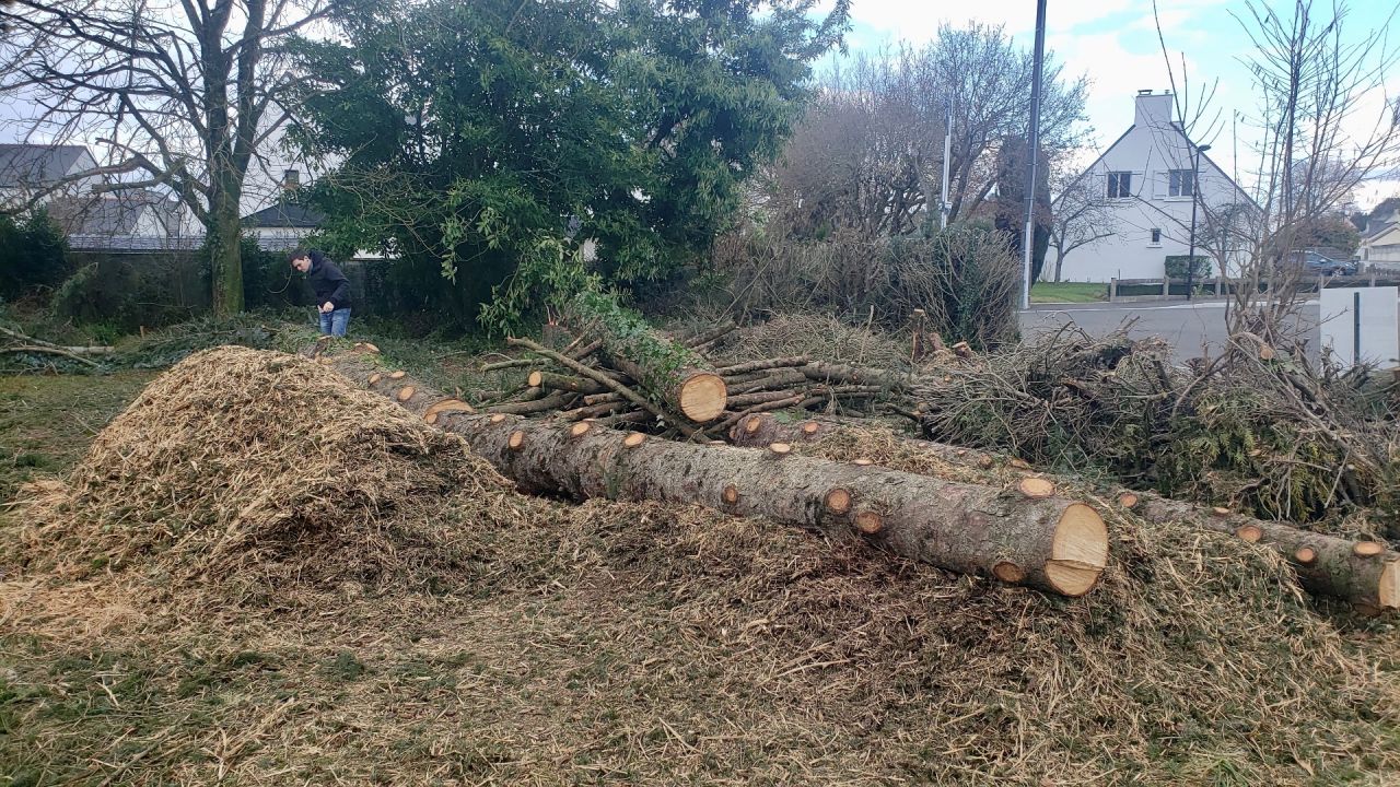 Abattage des sapins