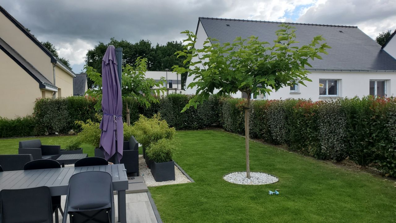 murier platane agé de 2 ans