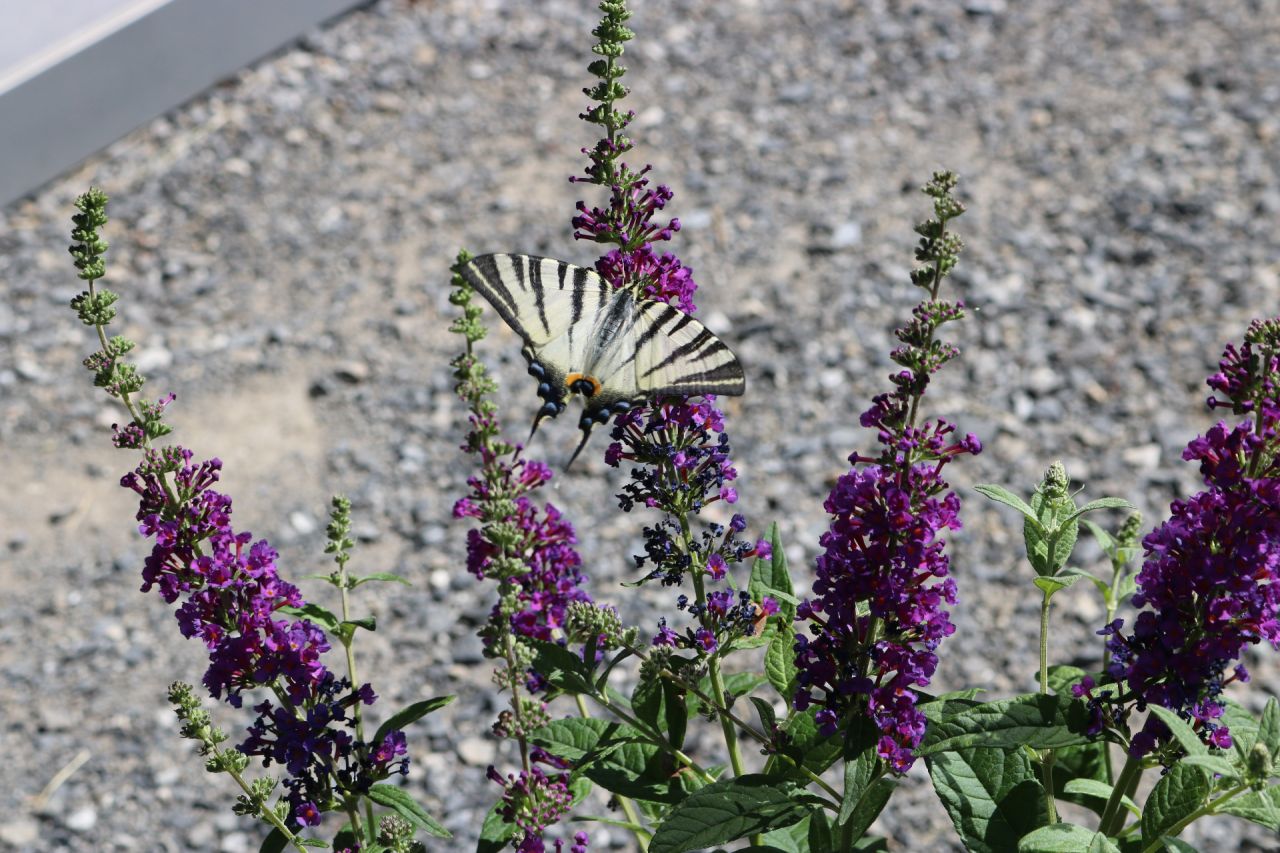 Enfin trouvé un 2ème buddleia nain, le Blue Chip Jr, c'est mon préféré parmi les nains. Il sent diaboliquement bon et son coloris violet vif est vitaminé ! Il est sur la terrasse, pas encore planté, et voilà qu'il attire déjà un Flambé, on voit bien ses éperons