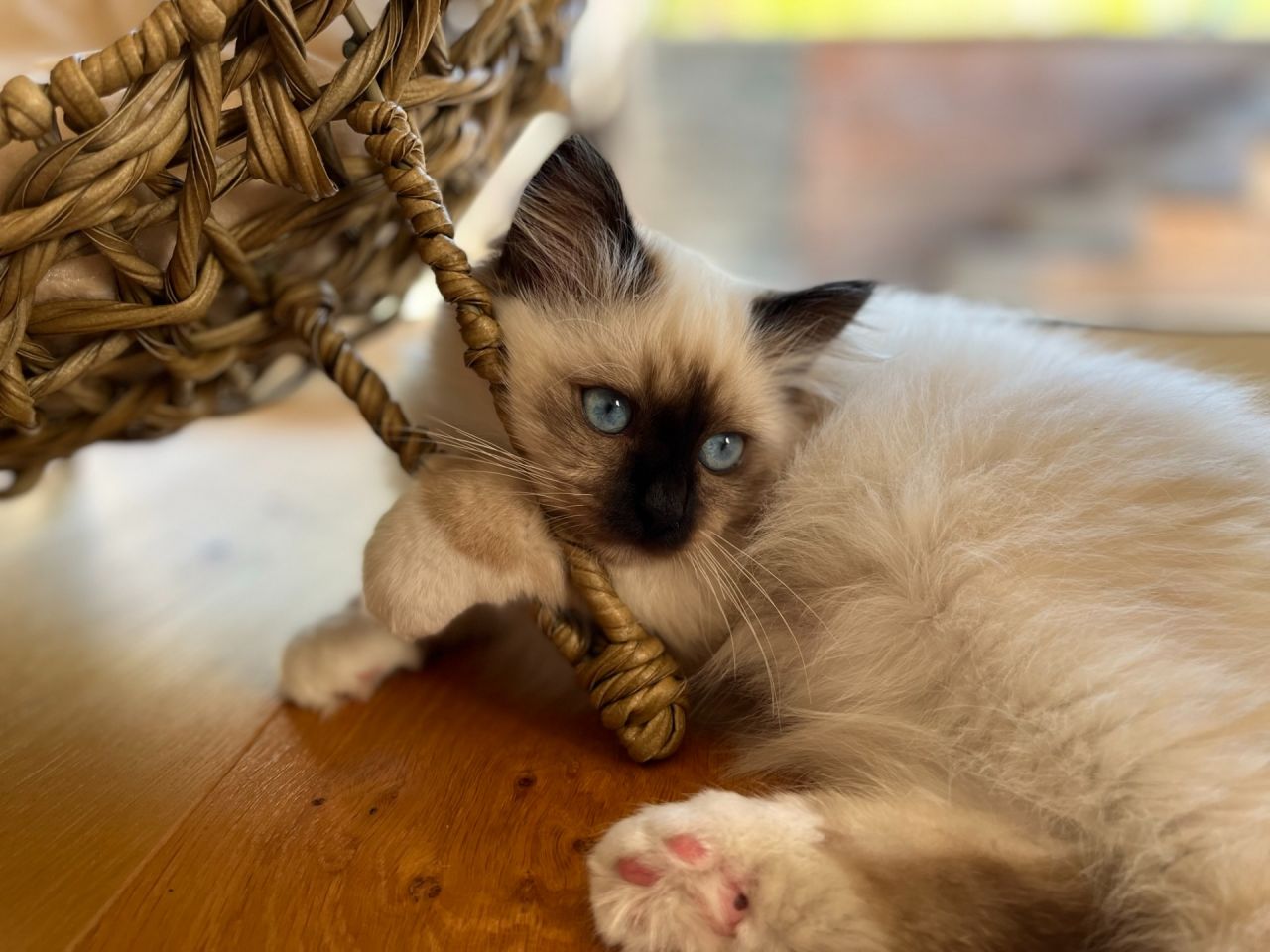 Quand l'arrivée d'un chat se conjugue avec conserver une décoration agréable...
Tokaj découvre son panier en osier