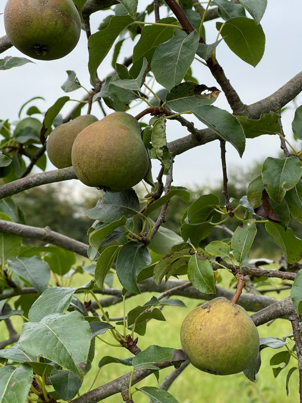 poire du jardin