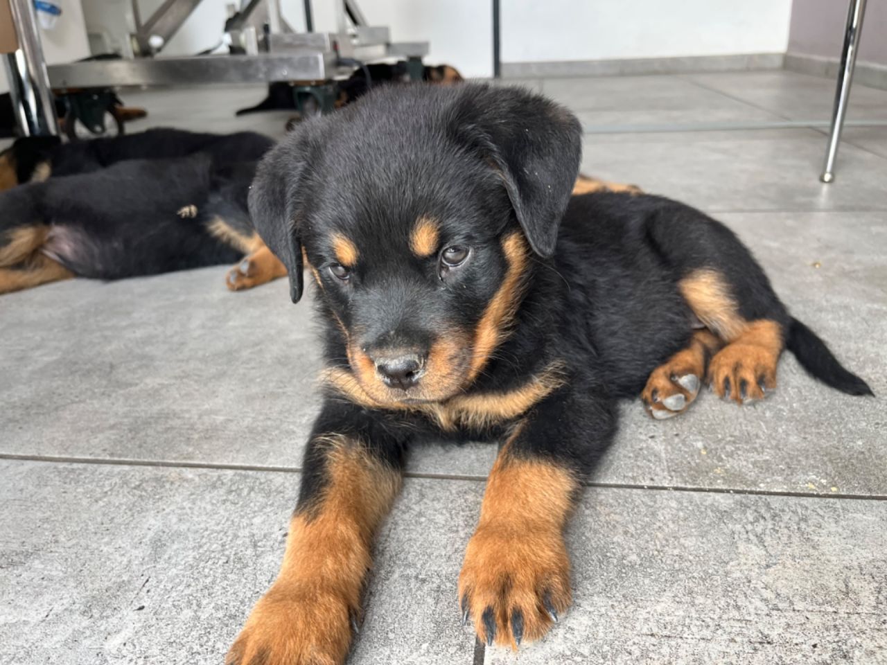 Notre nouvelle habitante Tya 2 mois