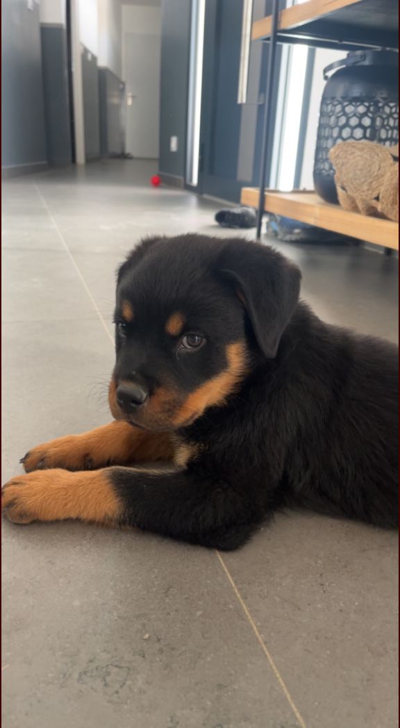 Notre nouvelle habitante Tya 2 mois