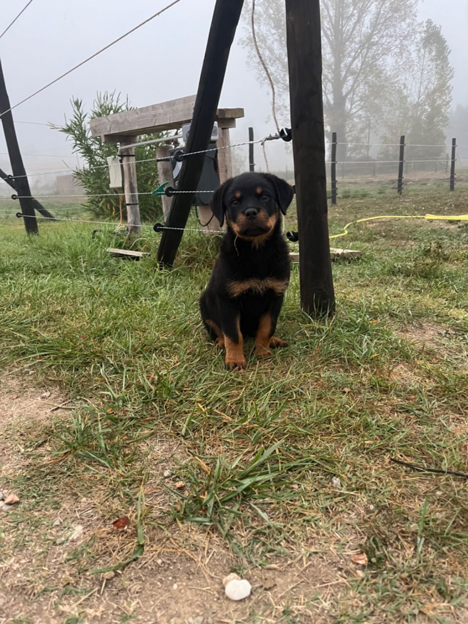 Notre nouvelle habitante Tya femelle rottweiller 2 mois et demi