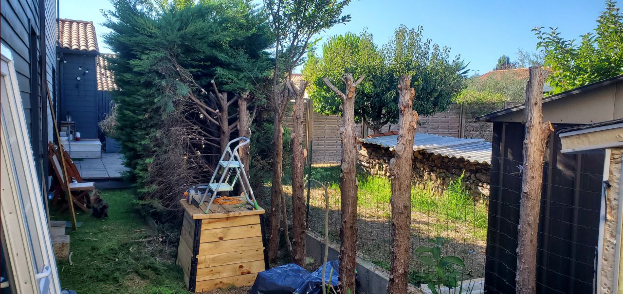 Vieille Haie de Thuyas qui va être remplacée par clôture bois