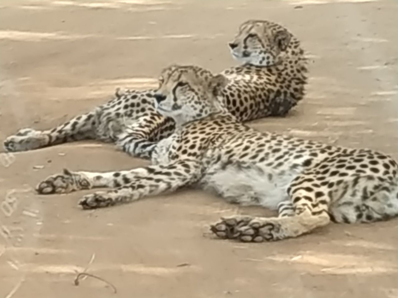 Un couple de lopard au lieu de la route au Park Kruger