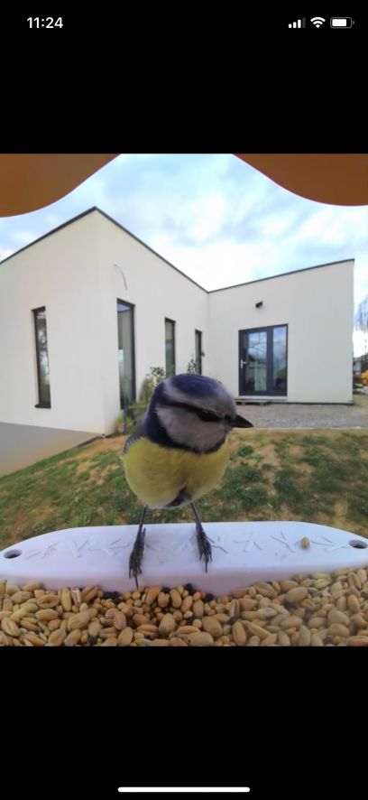 Une mésange bleue vient manger