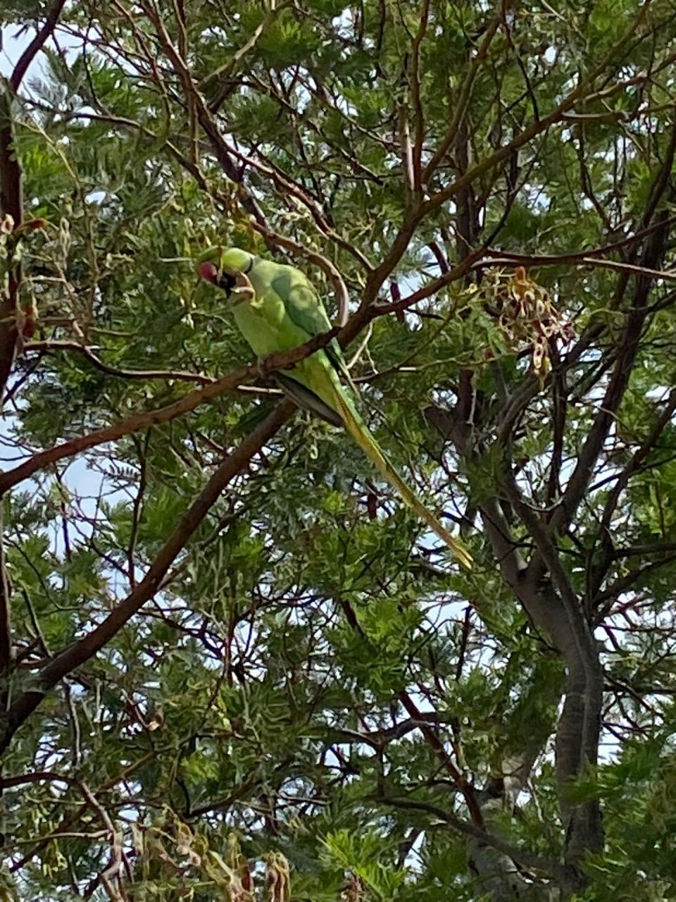 Présence de cet oiseau tous les jours dans le mimosa