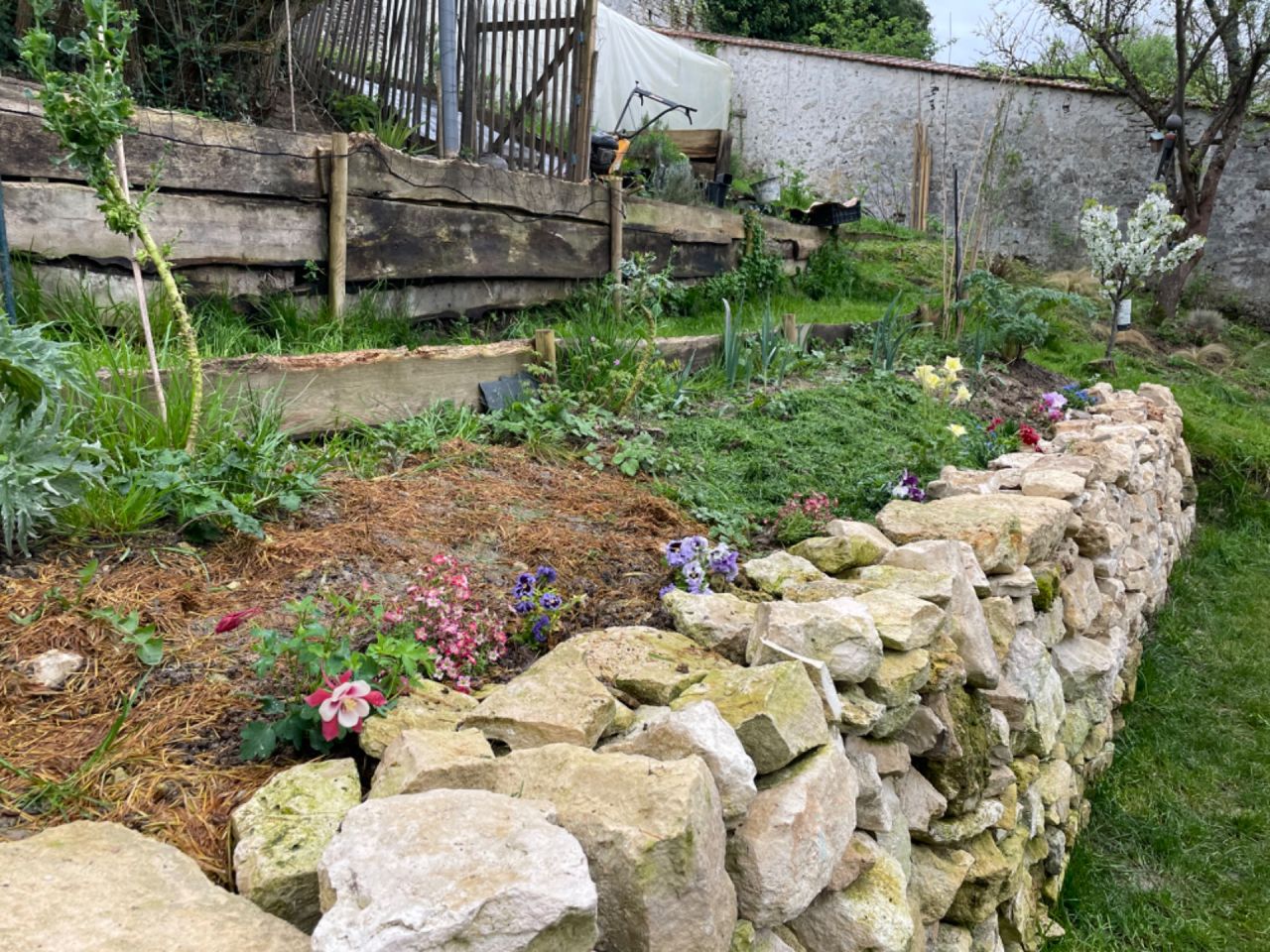 1ere butte de potager : mur en pierres sèches terminé (en remplacement des anciennes planches de bois qui retenaient la terre), petites vivaces sur le dessus du muret qui j?espère pousseront bien.
On voit à gauche de la photo les planches de bois de la deuxième butte : on fera un nouveau muret en pierres sèches plus tard.