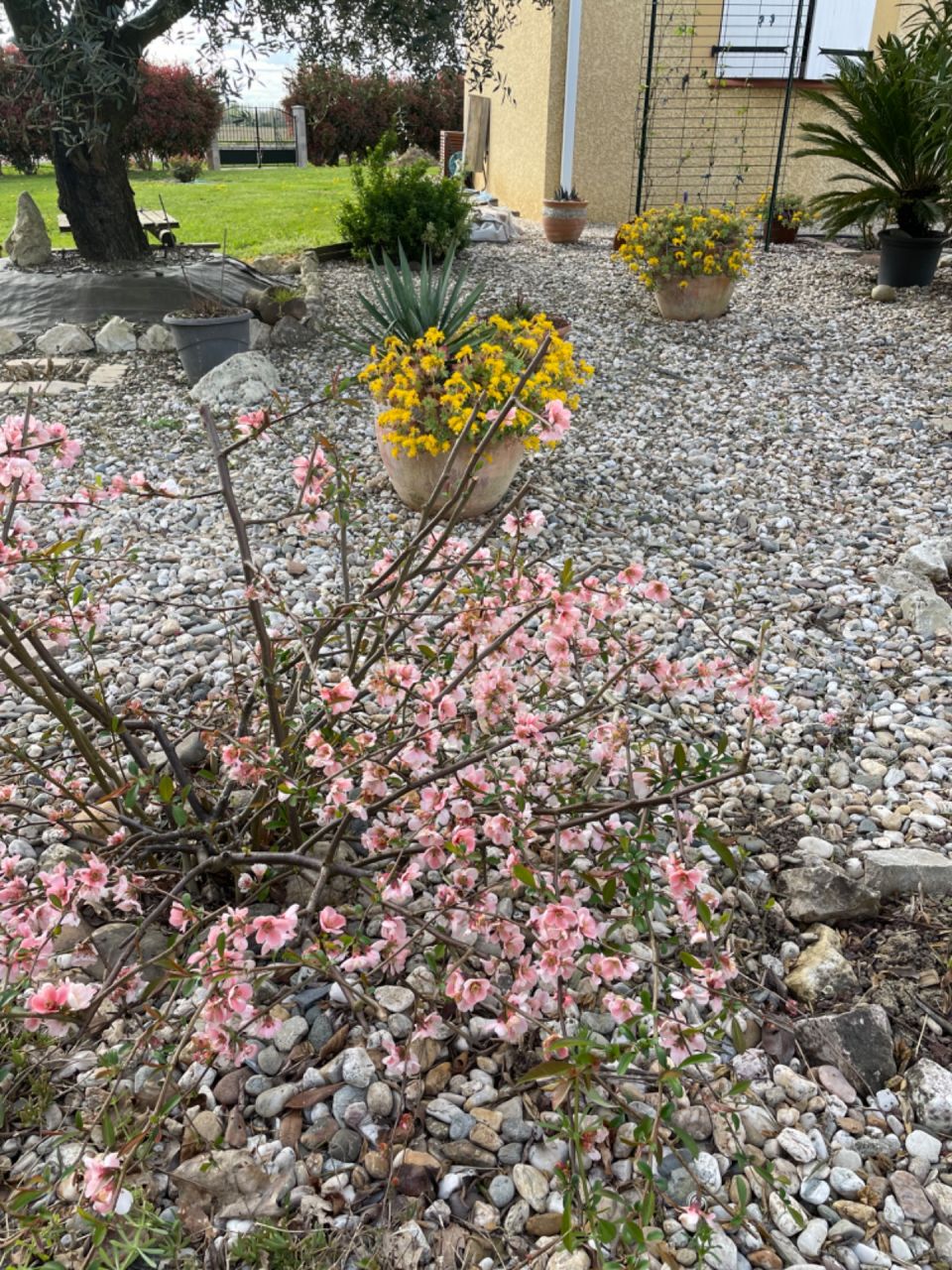 Le printemps pointe le bout de son nez et le jardin se réveille