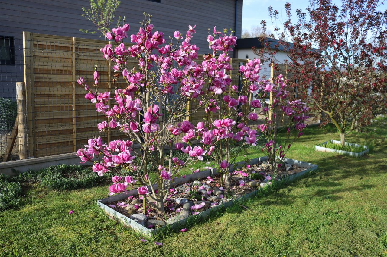 Magnolias Cleopatra, pour moi les plus beaux arbustes à fleurs !