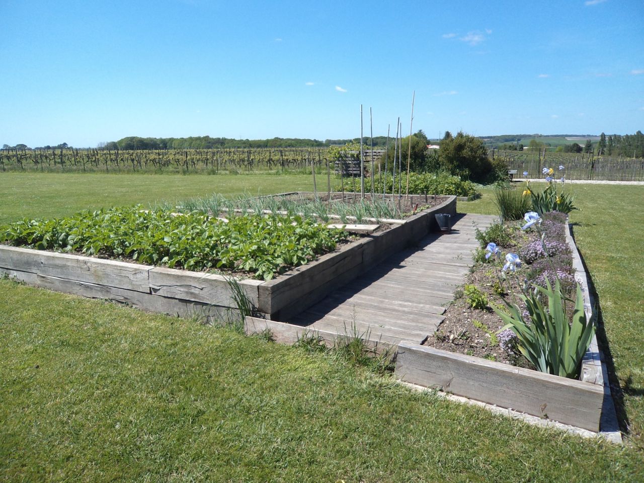 Version 2024 pour le potager  j'espere que les gelées ne viendront plus j'ai mis cz matin les plants de courgettes jaunes blanches et spaghetti et les plants de tomates achetés a GAMMVERT