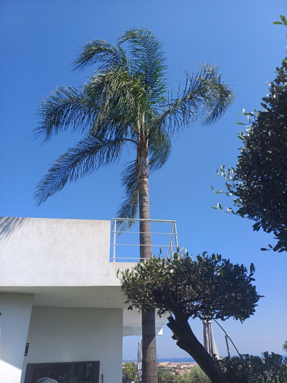 Palmier qui traverse la terrasse du premier étage par un trou de 90 cm. Planter en 2019, il a bien grandit