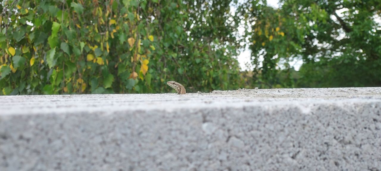 Les petits habitants des murs observent les travaux.