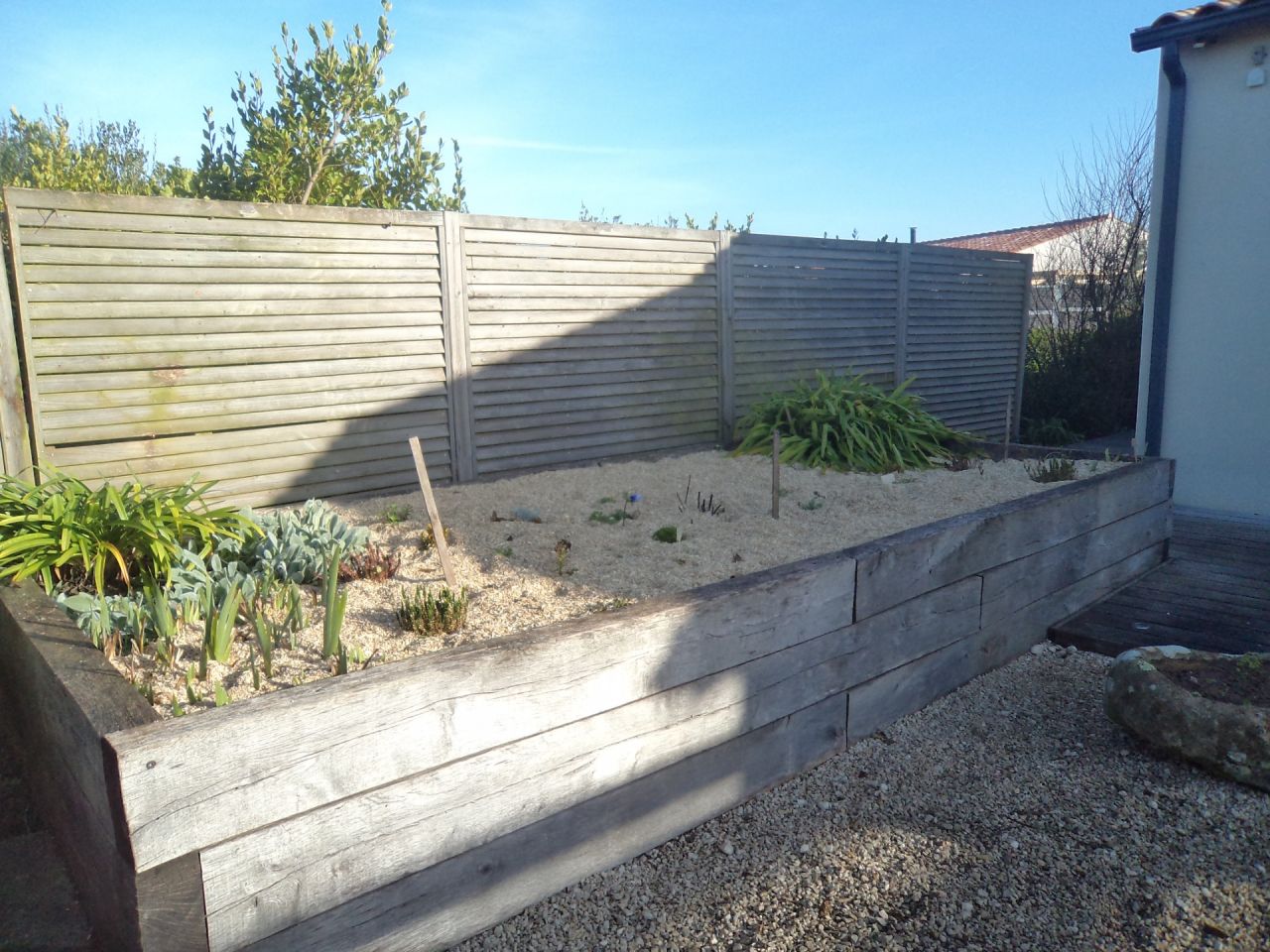 Jardinière XXL nord entièrement nettoyée et plantations de petits plants à 1 euros, bulbes de jonquille narcisse jacinthe et anémone .rajout de terre de terreau et finition avec le mulch de chanvre. j'ai rabattu le jasmin étoilé caché derrière la jardinière