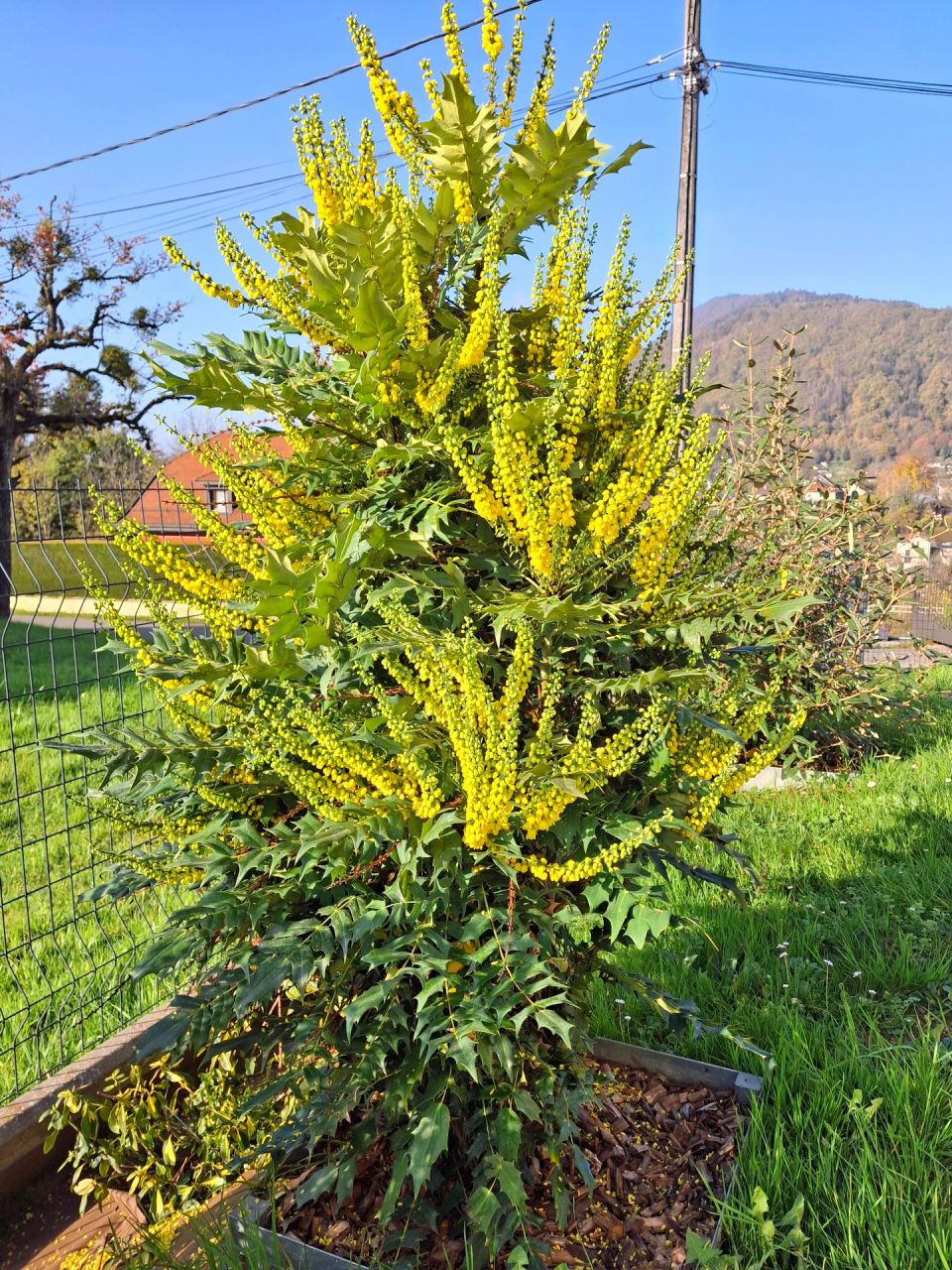 En cette fin octobre, d&eacute;j&agrave; des fleurs pour ce Mahonia 'Winter sun' !