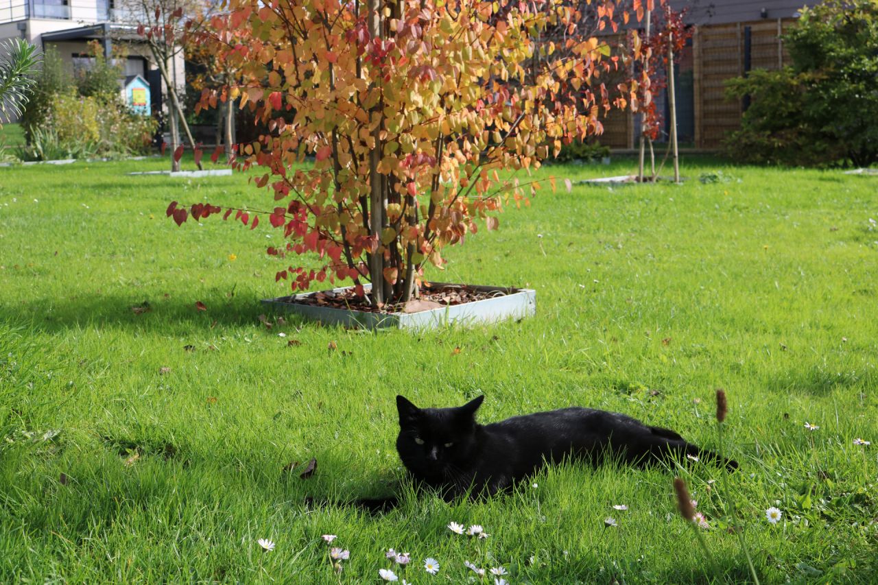 Ah qu'on est bien parmi les p&acirc;querettes dans l'herbe verte. Je regarde l'humaine qui travaille, quelle id&eacute;e !