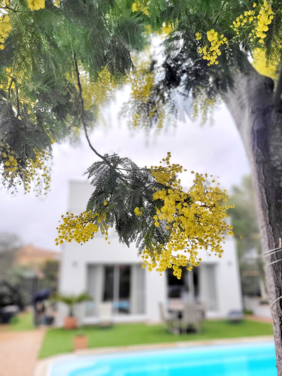 Début de floraison mimosa