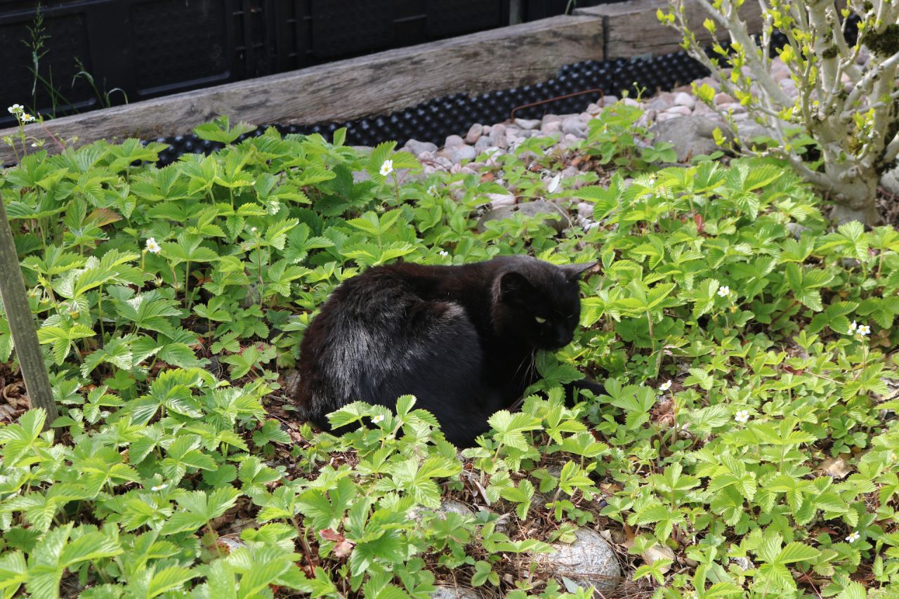 Chaperlipopette, un chat dans la fraisière !