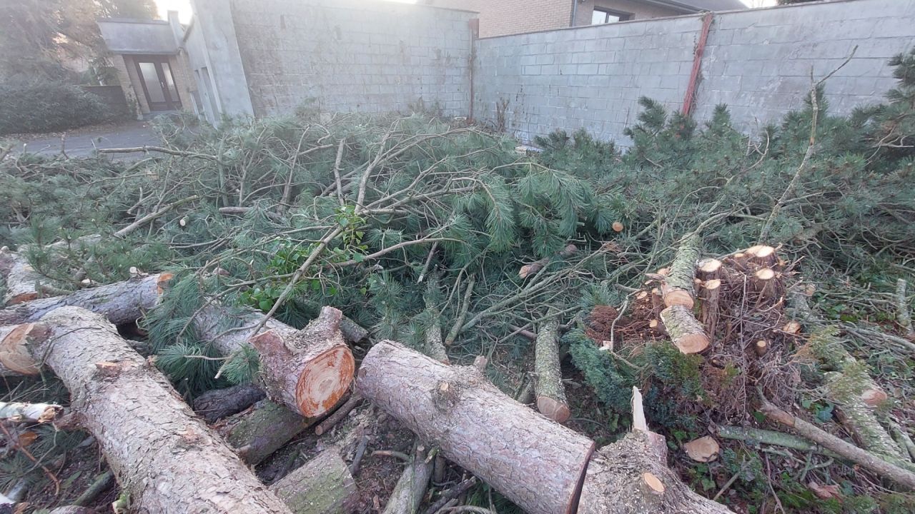 Coupe des arbres existants