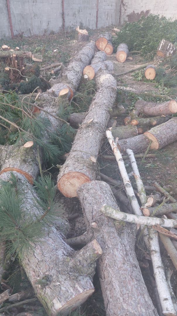 Coupe des arbres existants