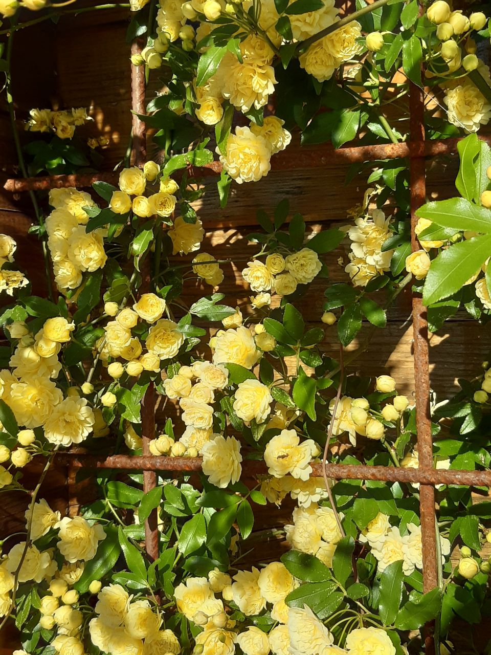 Rosier en fleurs
