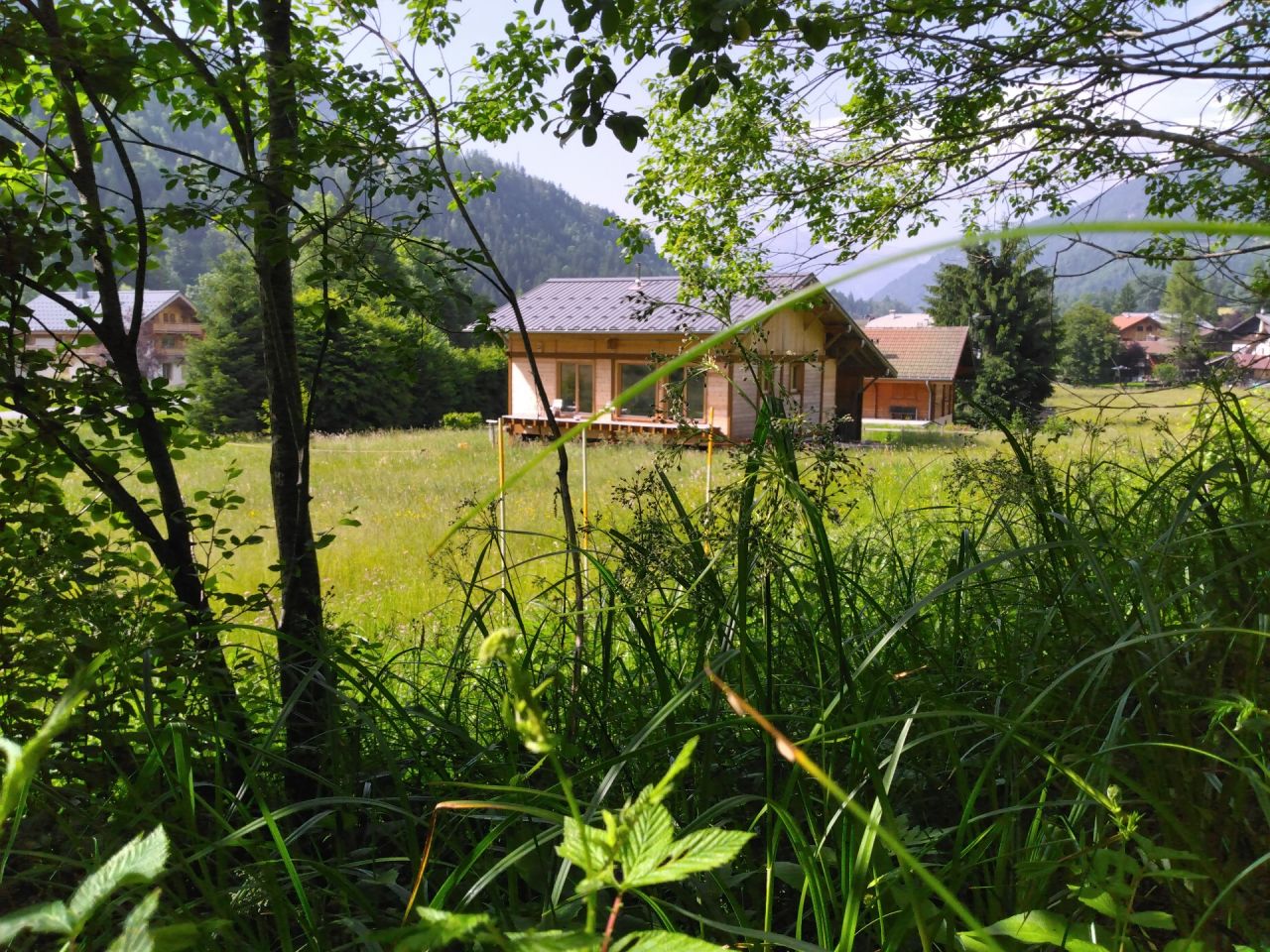Depuis ma petite forêt