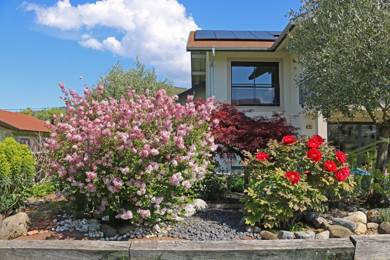 Syringa Josée (Lilas de Chine hybride compact) et pivoine