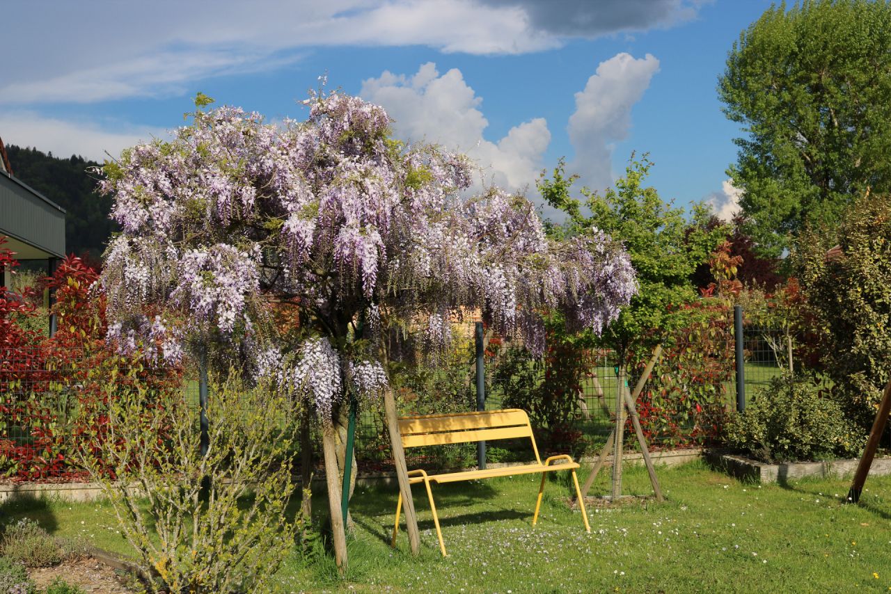 Glycine japonaise