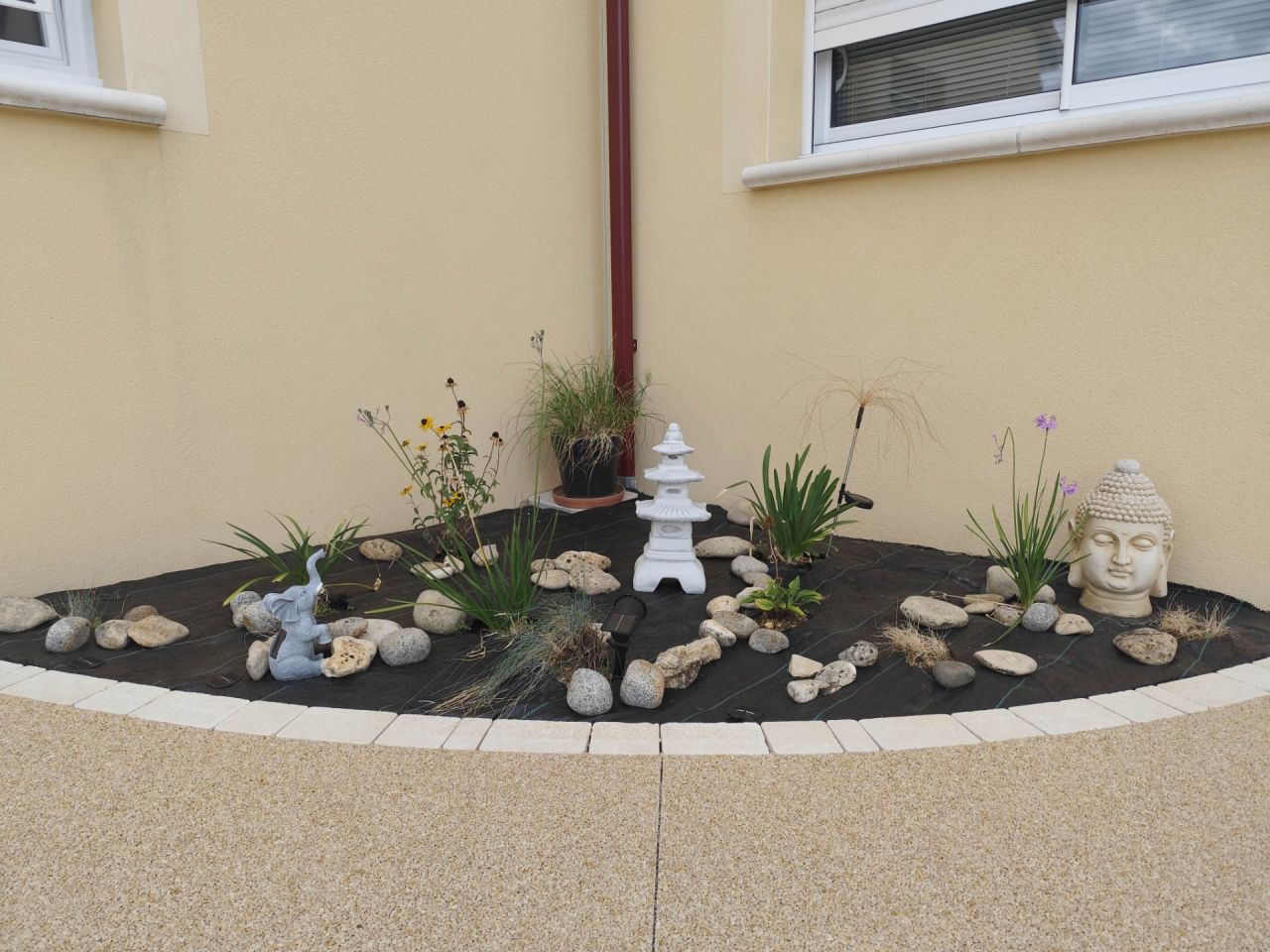 Petit massif pour enjoliver la cour (faut que ça pousse encore) Il y a des fétuques bleues, des agapanthes, tulbaghia violacéa, pennisetum (herbes aux écouvillons), échinacea pourpre et Rudbeckia