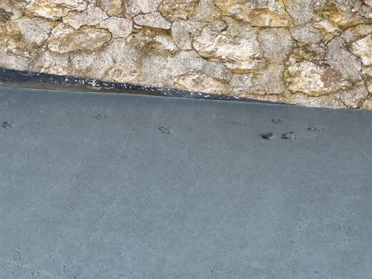 Un chat s'est fait surprendre dans la dalle fraiche...