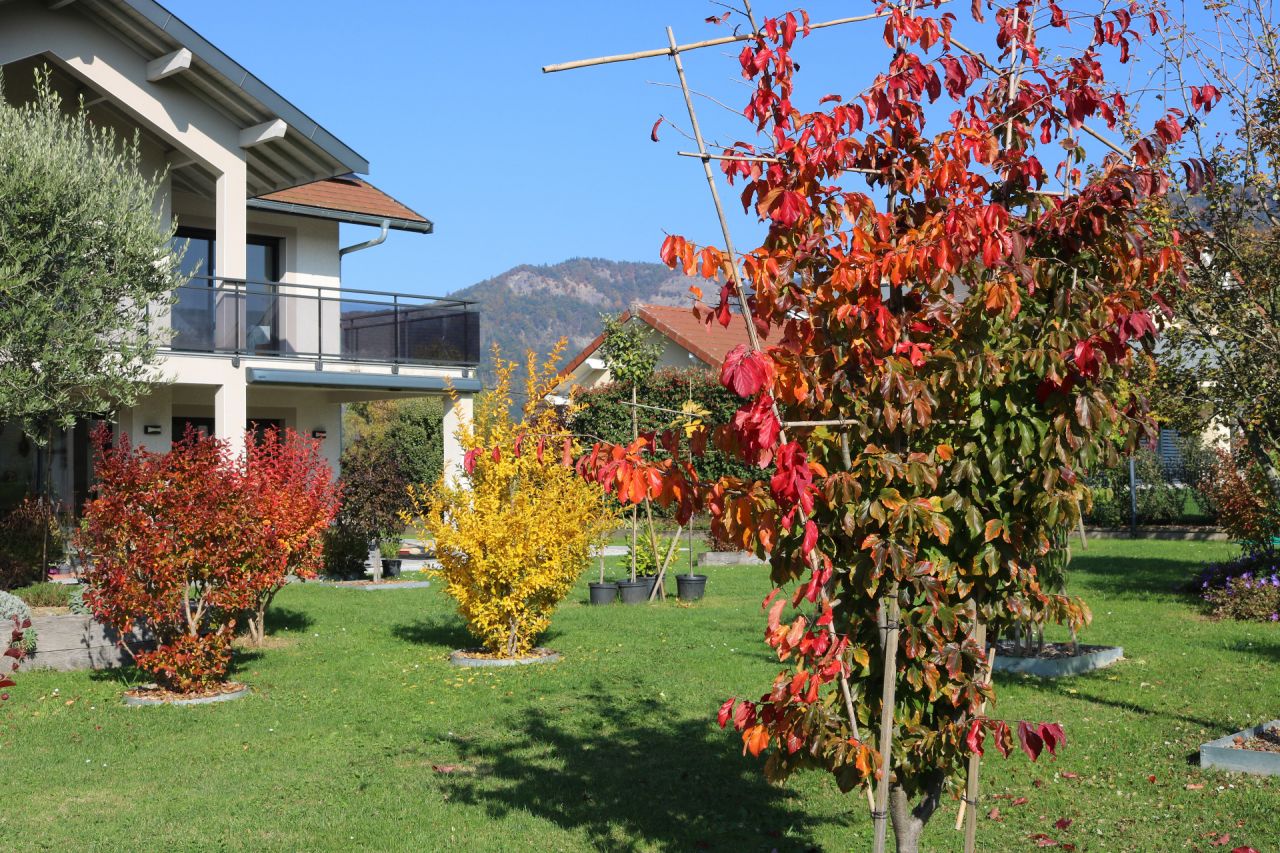 Vive l'automne ! Après 10 j. sous le stratus ! Lagerstroemias, Grenadier, Parrotia de Perse
