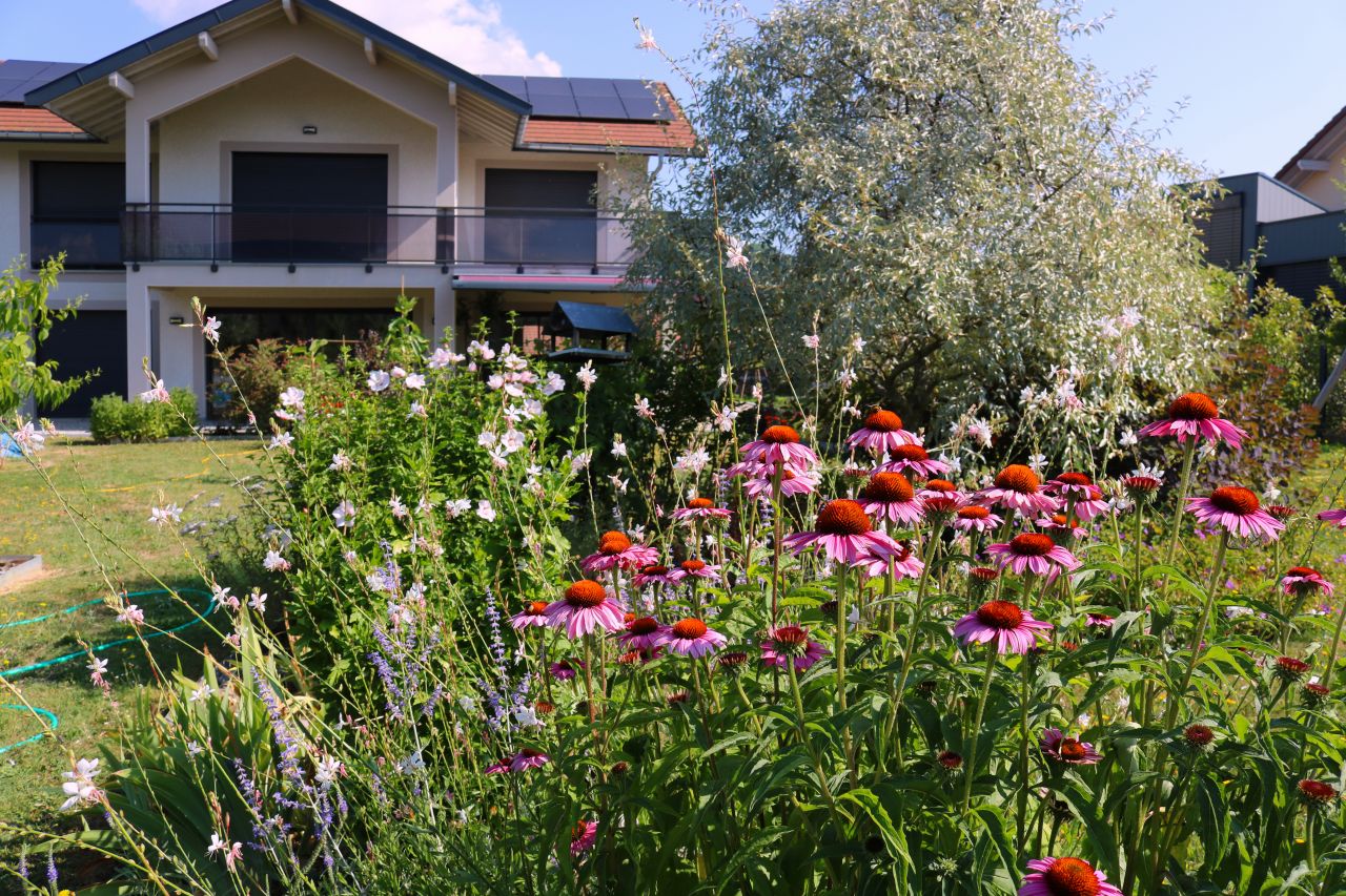 Grâce aux échinacées, les fleurs de courges sont bien pollinisées