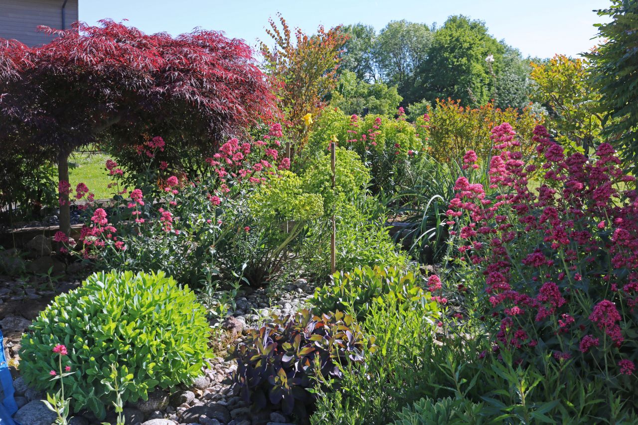 Des plantes se déplacent par semis spontanés