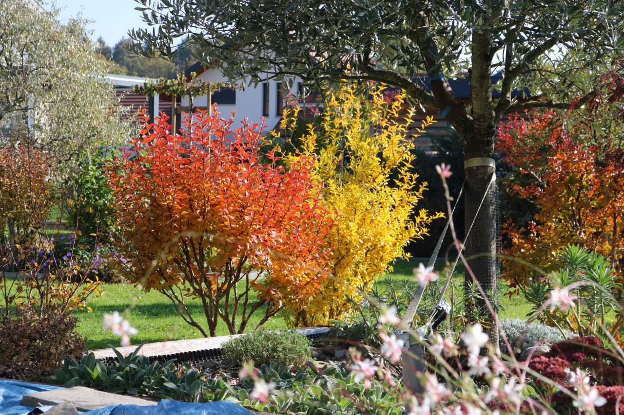 L'olivier étale ses rameaux gris sur les 2 compères moins austères
