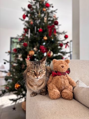 Mephisto et le sapin 2025