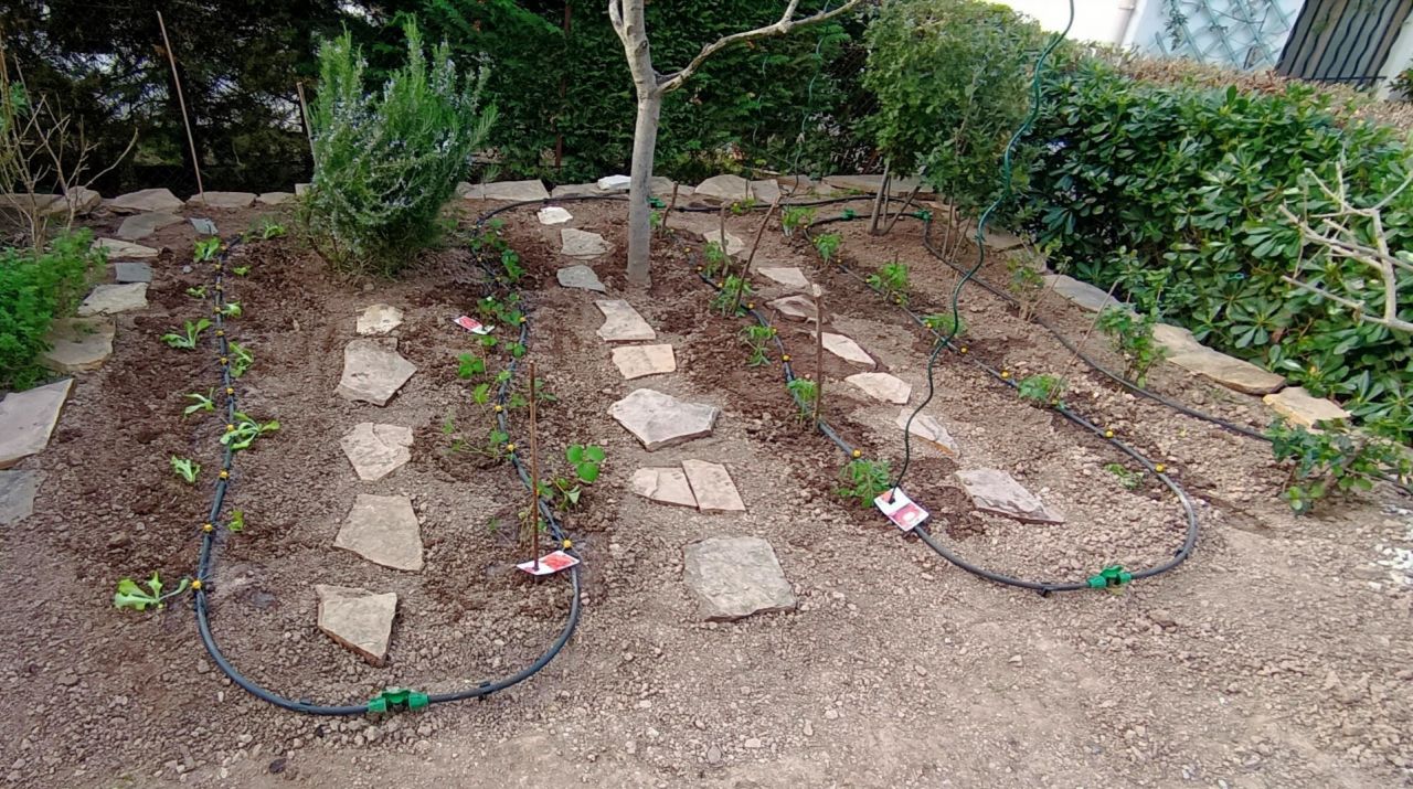 Petit potager avec arrosage automatique modulable:
Nne vanne en tête de chaque ligne permet de moduler l'arrosage en fonction des plantations. 11 arroseurs par ligne qu'on peut également fermer individuellement
Tomates, fraises et salades sont attendues cet été.