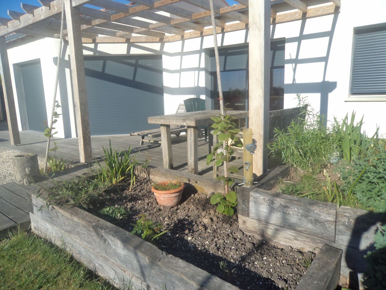 Exit les solanum grignot&eacute;s par d'&eacute;normes chenilles a corne, remplac&eacute; par des kiwis fin d'&eacute;t&eacute; 2025 ...ils vont trouver leur place et grimper jusqu'en haut de la pergola
pour les fruits je crois qu'il faudra attendre .................longtemps