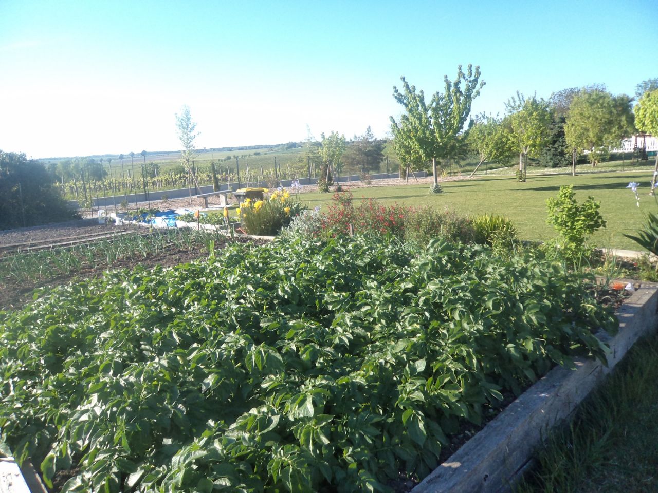 Mon potager version 2026 les pommes de terre, les oignons ont bien commenc&eacute; leur pousse, j'ai trouv&eacute; des plants de tomates 10 en nettoyant le potager donc la surprise sera totale pour la forme et la couleur.dans le second carr&eacute; les graines de butternuts ont germ&eacute;es, j'attends la lev&eacute;e des potirons et des concombres..le semis de courgettes un &eacute;chec: 12 graines pour trois plants .