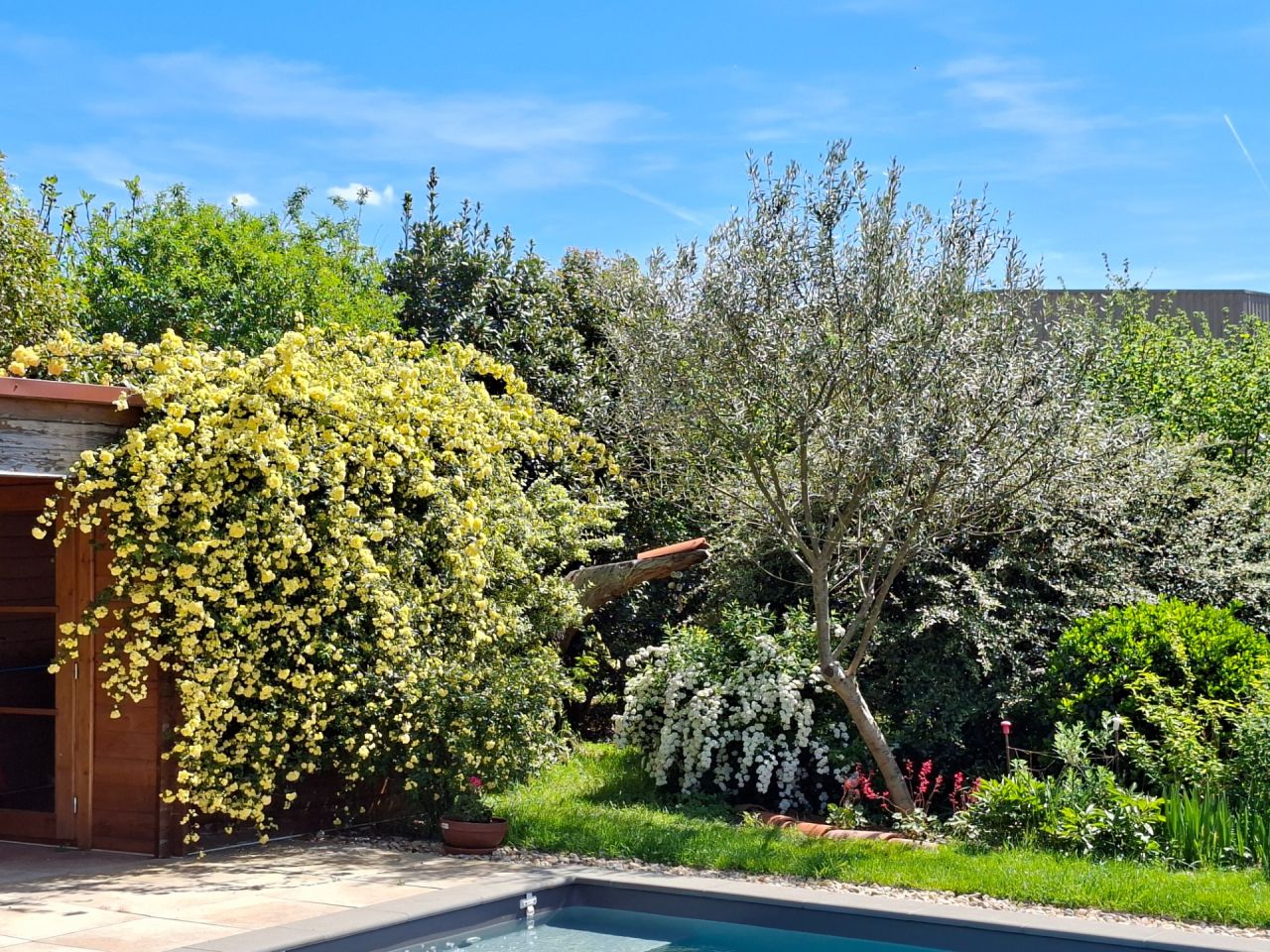 Ajout de Saxifrage de l'ombre (d&eacute;sespoir du peintre) au pied de l'olivier. Le rosier de Banks et le spir&eacute;e sont en fleur