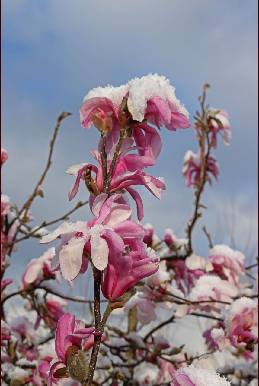 Neige de fin mars sur Magnolia étoilé