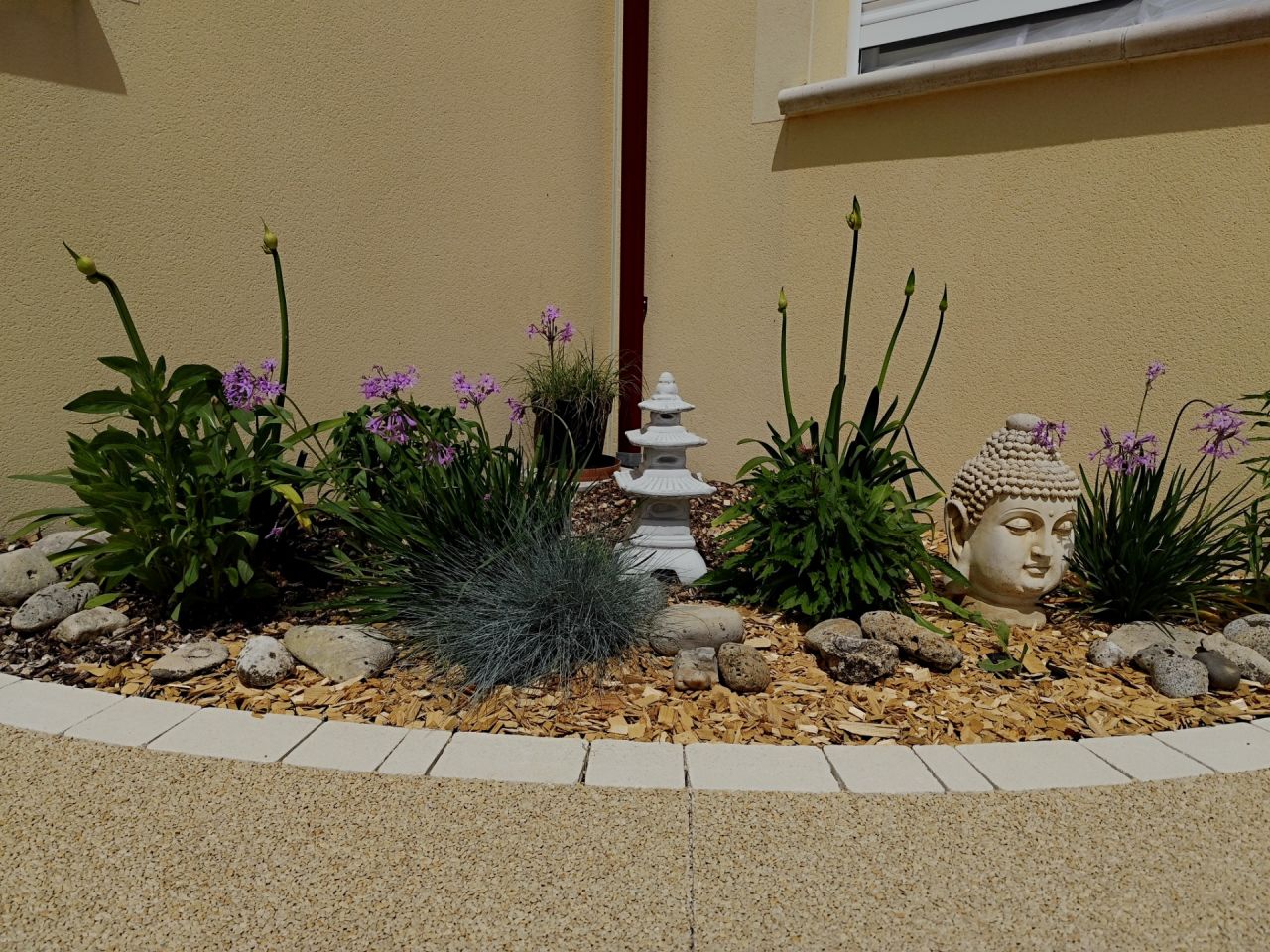 9 mois plus tard... Mes agapanthes bient&ocirc;t en fleurs
