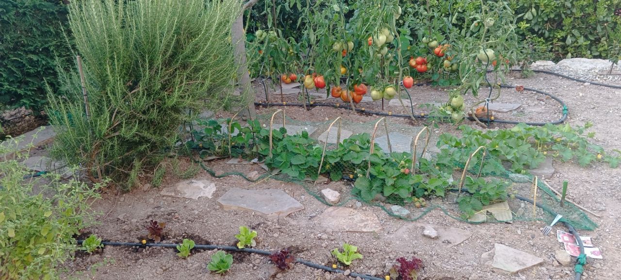 Quelques tomates...quelques fraises, un intrus melon ? quant aux salades nous en sommes &agrave; notre 2&egrave;me plantation