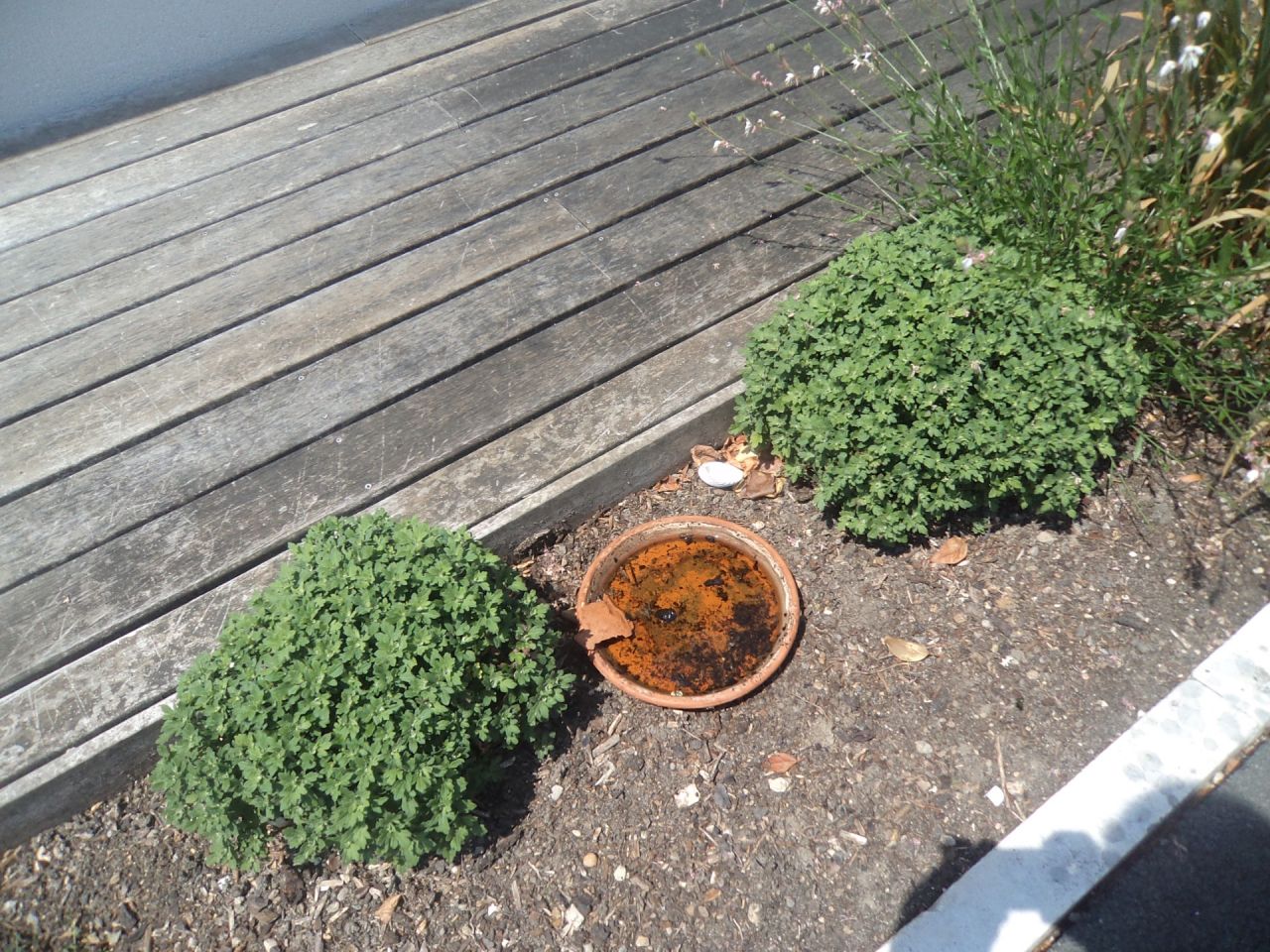Les animaux souffrent e tles l&eacute;zards ont besoin d'eau pensez y et n'oubliez pas de mettre la margelle pour qu'ils puissent sortir la piscine est a l'ombre l'apr&egrave;s midi  non non ce n'est pas une cocotte bouilloire  eau fraiche remise reguli&egrave;rement