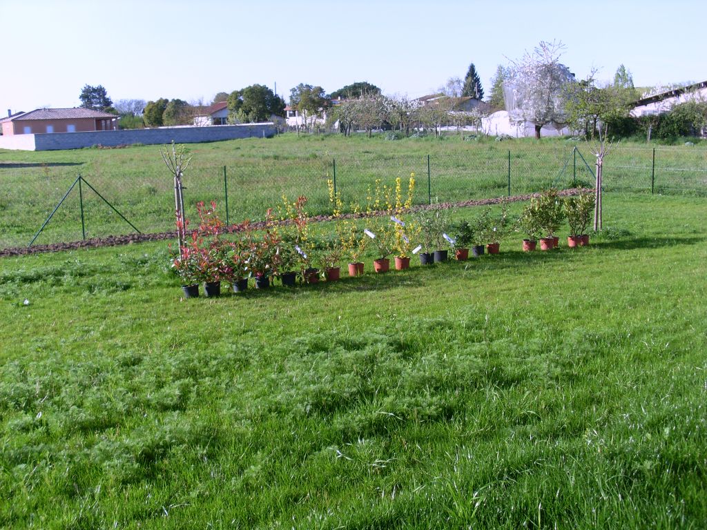 en attente plantation