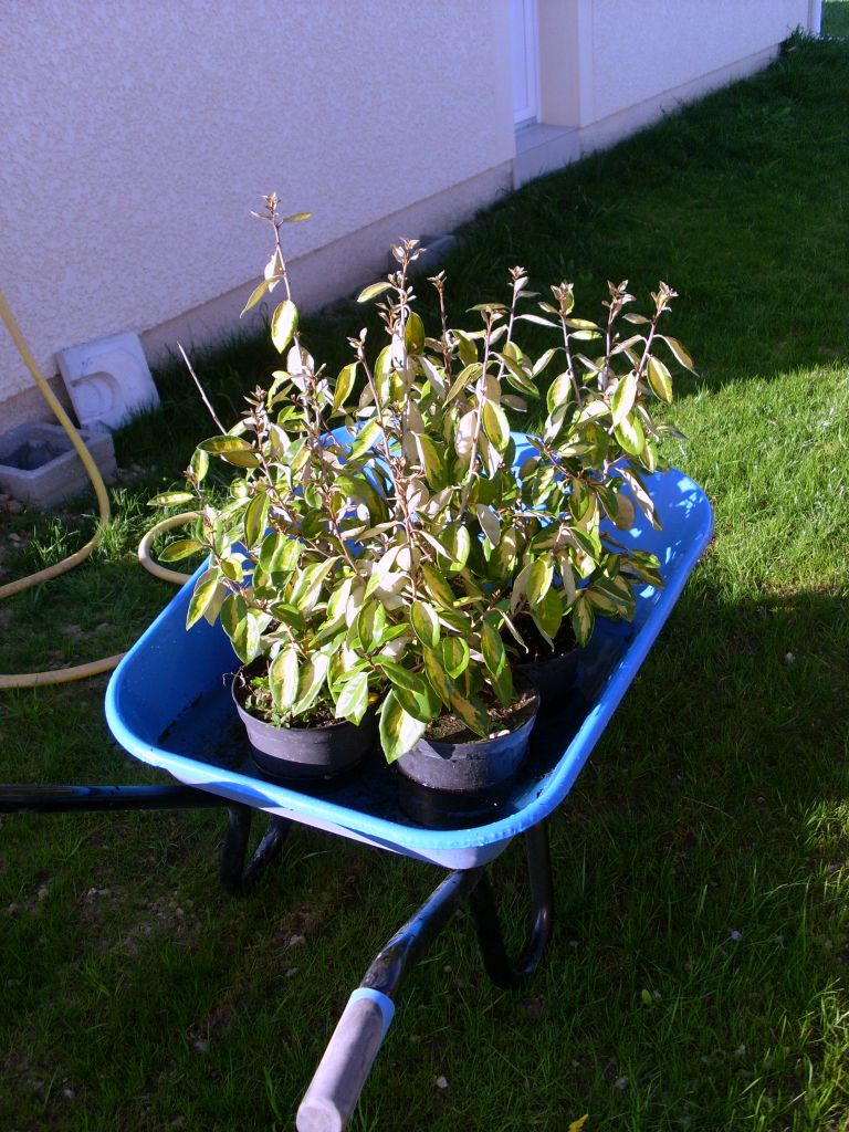 plants en cours d'humidification