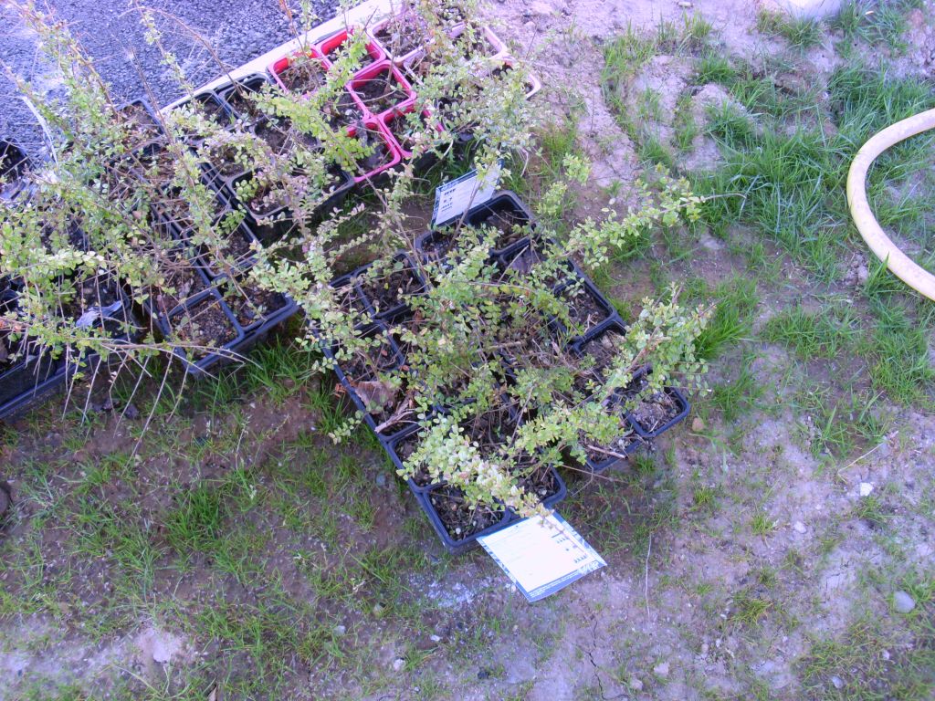 plant lonicera nitida