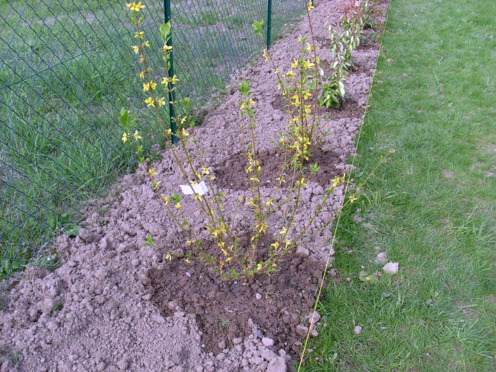 forsythia