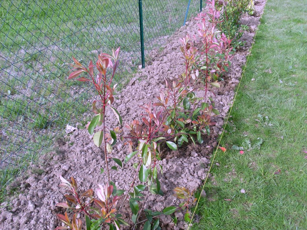 photinia red robin