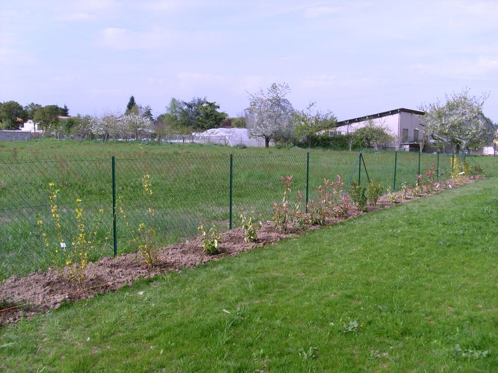 haie plantée